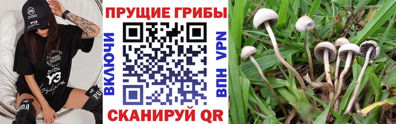 Псилоцибиновые грибы GOLDEN TEACHER продажа наркотиков kraken зеркало Апрелевка